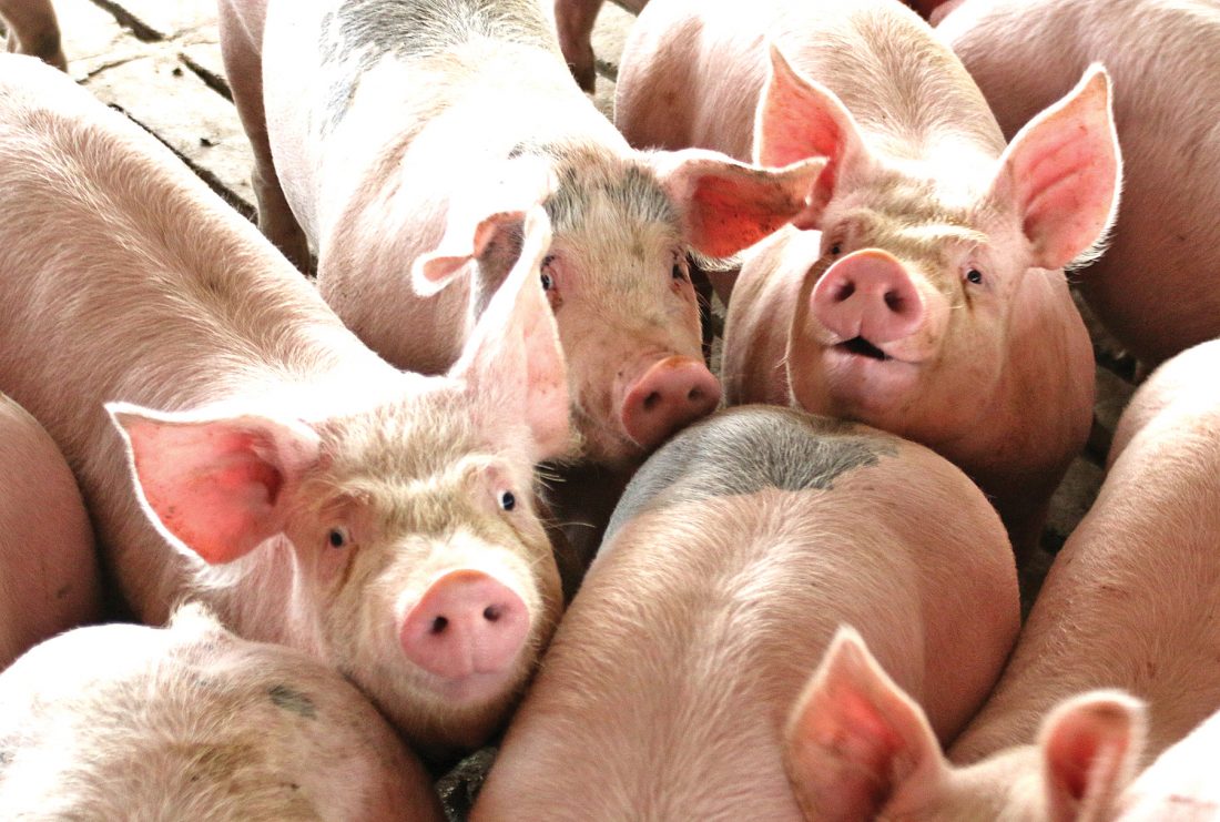 Board hears more hog complaints | News, Sports, Jobs - Faribault County Register - Vimarsana News
